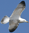 3cy argentatus in January. (80207 bytes)