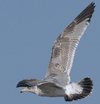 3cy argentatus in January. (80207 bytes)