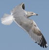 3cy argentatus in January. (80207 bytes)