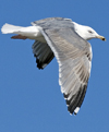 3cy argentatus in January. (80207 bytes)