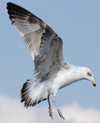 3cy argentatus in January. (80207 bytes)