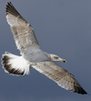 3cy argentatus in January. (80207 bytes)