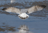 3cy argentatus in January. (80207 bytes)