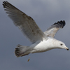 3cy argentatus in January. (80207 bytes)