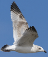 3cy argentatus in January. (80207 bytes)