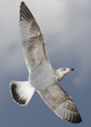 3cy argentatus in January. (80207 bytes)