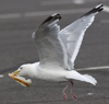 Herring Gull