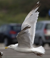 Herring Gull