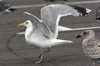 Herring Gull