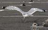 Herring Gull