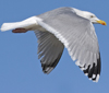 3cy argentatus in January. (80207 bytes)