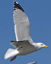 3cy argentatus in January. (80207 bytes)
