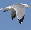 3cy argentatus in January. (80207 bytes)