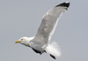 Herring Gull