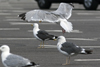 Herring Gull