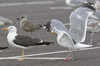 Herring Gull