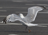 Herring Gull
