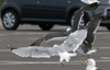Herring Gull