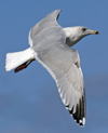 3cy argentatus in January. (80207 bytes)