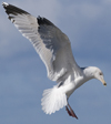 3cy argentatus in January. (80207 bytes)