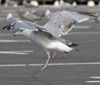 Herring Gull