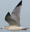 3cy argentatus in January. (80207 bytes)