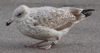 Herring Gull