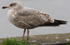 2cy argenteus in February, ringed in the Netherlands. (27385 bytes)