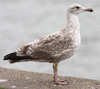 2cy argenteus in February, ringed in the Netherlands. (27385 bytes)