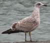 2cy argenteus in February, ringed in the Netherlands. (27385 bytes)