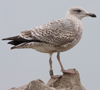 Herring Gull