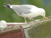 1cy argenteus in November, ringed in Belgium. (25637 bytes)
