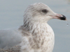 1cy argenteus in November, ringed in Belgium. (25637 bytes)