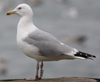 1cy argenteus in November, ringed in Belgium. (25637 bytes)