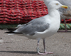 1cy argenteus in November, ringed in Belgium. (25637 bytes)