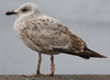 Herring Gull