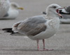 Herring Gull