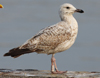 Herring Gull