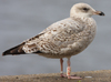 Herring Gull