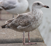 Herring Gull