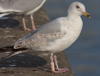 Herring Gull
