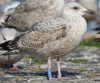 1cy argenteus in November, ringed in Belgium. (25637 bytes)