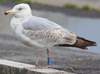 1cy argenteus in November, ringed in Belgium. (25637 bytes)