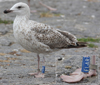 1cy argenteus in November, ringed in Belgium. (25637 bytes)