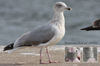 3cy argenteus in October, ringed in Belgium. (71010 bytes)