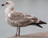 1cy argenteus in November, ringed in Belgium. (25637 bytes)
