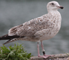 Herring Gull