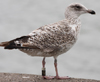 Herring Gull