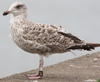 Herring Gull