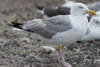 adult argenteus in October, ringed in the Netherlands. (79042 bytes)